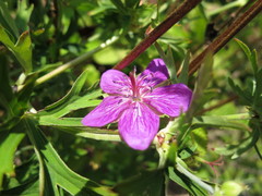 Geranium soboliferum