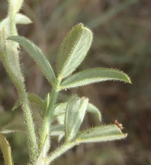 Stylosanthes fruticosa