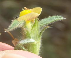 Stylosanthes fruticosa