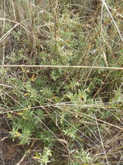 Stylosanthes fruticosa