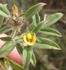 Stylosanthes fruticosa
