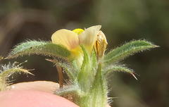 Stylosanthes fruticosa