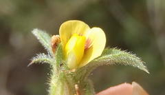 Stylosanthes fruticosa