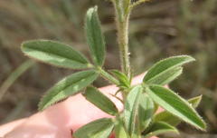 Stylosanthes fruticosa