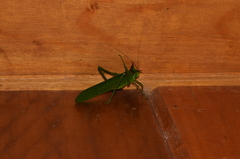 Nicklephyllum acanthonotum