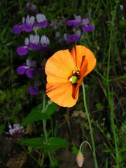 Papaver heterophyllum