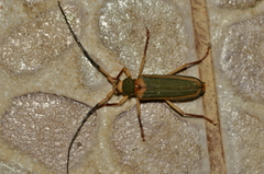 Chlorida cincta