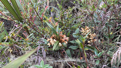 Maxillaria embreei