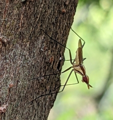 Telostylinus lineolatus