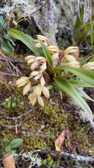 Maxillaria embreei