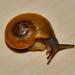 Small Cannibal Snail - Photo (c) Peter Vos, some rights reserved (CC BY-NC), uploaded by Peter Vos
