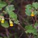 Hermannia althaeoides - Photo 由 Tony Rebelo 所上傳的 (c) Tony Rebelo，保留部份權利CC BY-SA