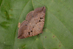 Blasticorhinus rivulosa