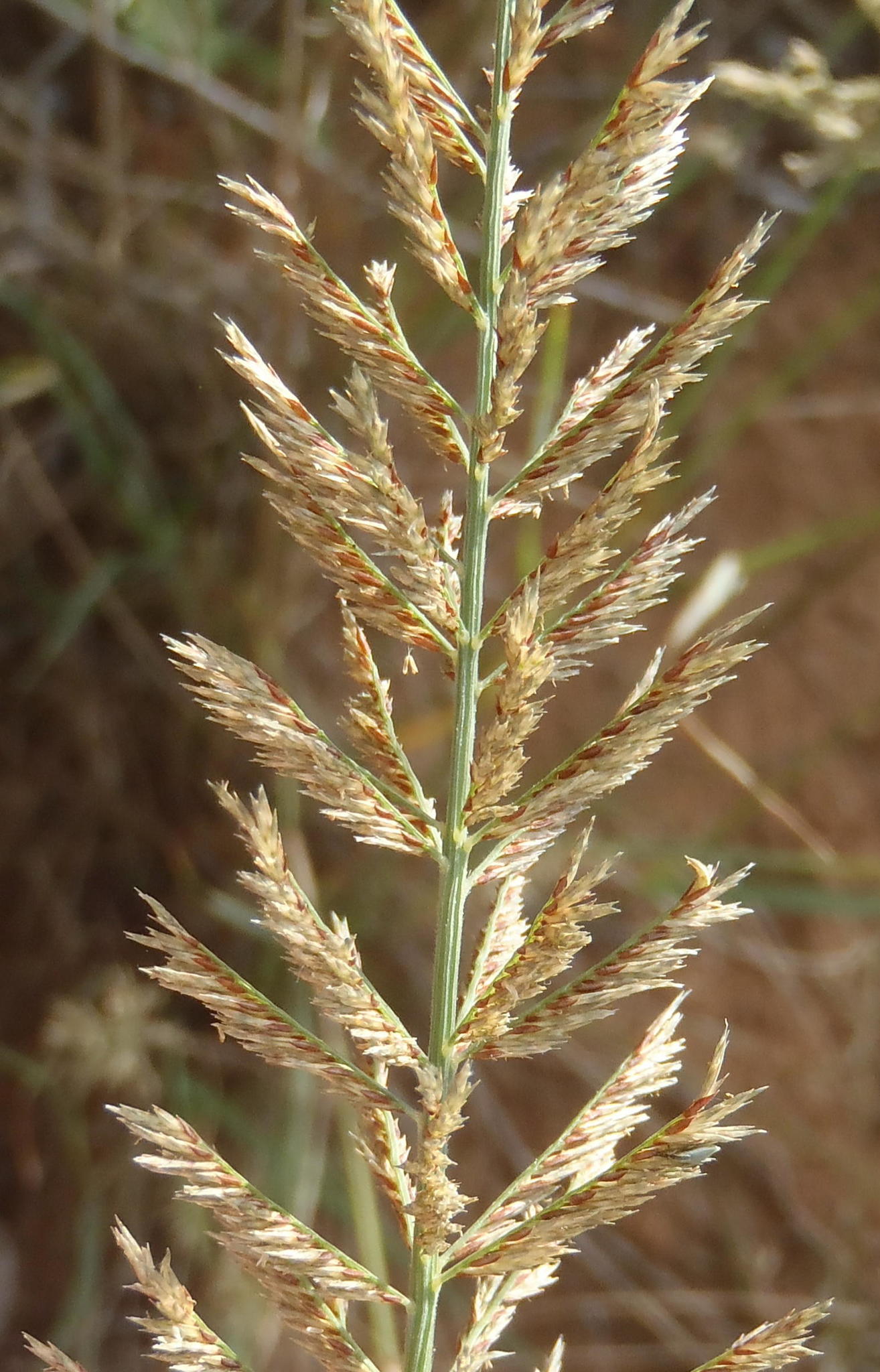 Pogonarthria squarrosa