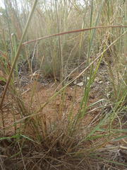 Pogonarthria squarrosa