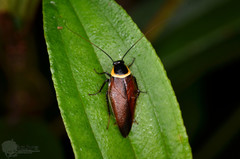Hemithyrsocera fulmeki