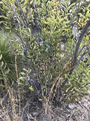 Hakea laevipes laevipes