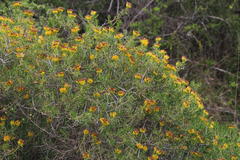 Pteronia paniculata