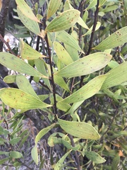 Hakea laevipes laevipes