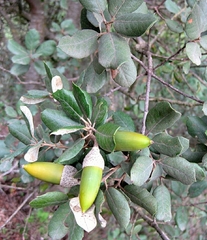 Quercus rotundifolia