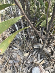 Hakea laevipes laevipes