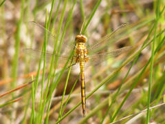 Orthetrum machadoi