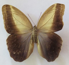 Caligo telamonius menus