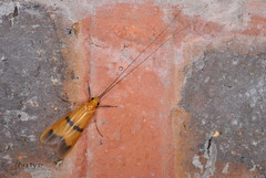 Macrostemum fastosum