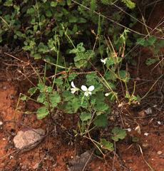 Pelargonium worcesterae