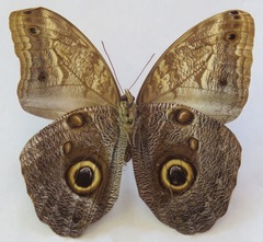 Caligo telamonius menus