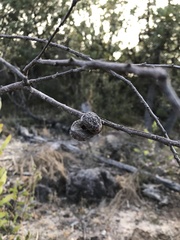 Hakea laevipes laevipes