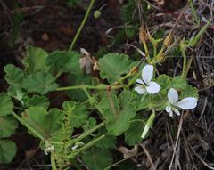 Pelargonium worcesterae