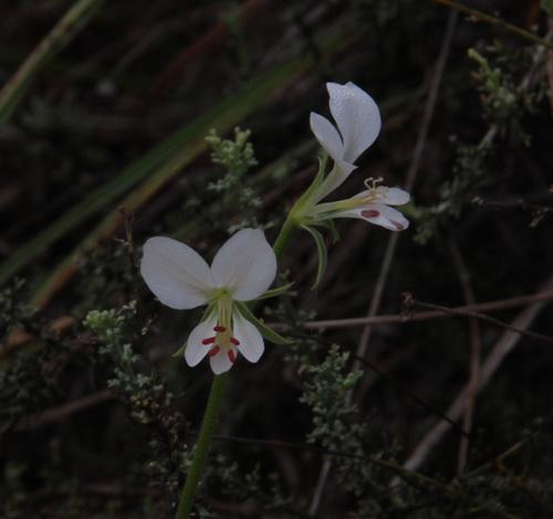 Pelargonium worcesterae, photograph 3