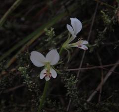 Pelargonium worcesterae