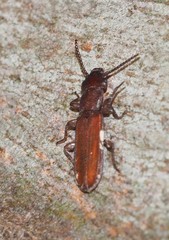 Platisus angusticollis