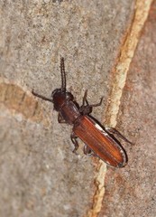 Platisus angusticollis