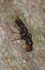 Ectatomminae