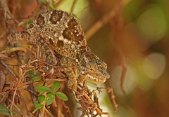 Kinyongia multituberculata