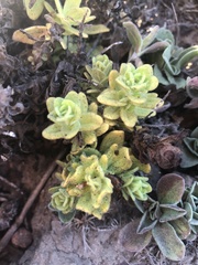 Castilleja latifolia