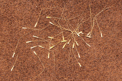 Dichelachne micrantha