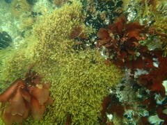 Rhodymenia obtusa