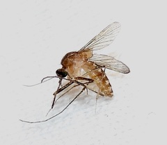 Culex pilosus