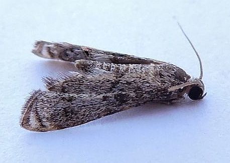 Schaeffer's Petrophila photo 2