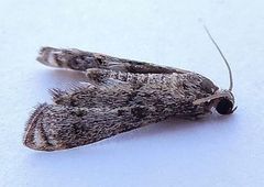 Petrophila schaefferalis