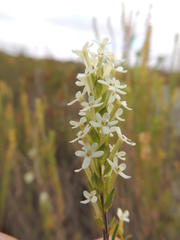 Microdon capitatus