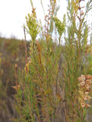 Microdon capitatus