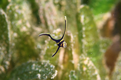 Eques lanceolatus