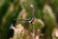Eques lanceolatus