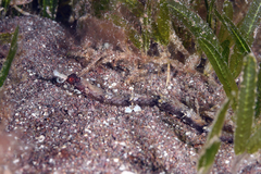 Cosmocampus albirostris