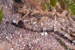 Cosmocampus albirostris